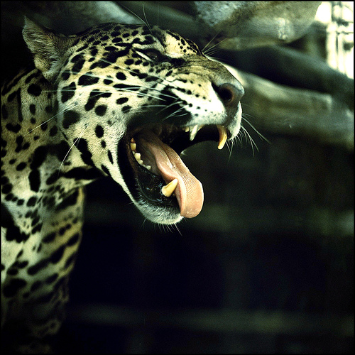 leopardas